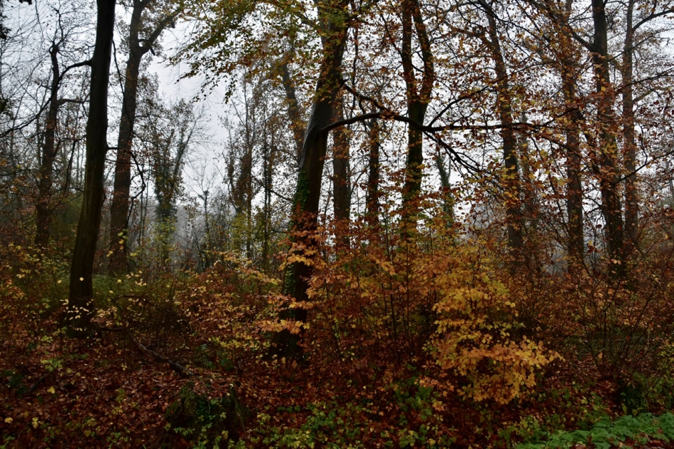 Wulperhorst bosje - Weer en landschap - 