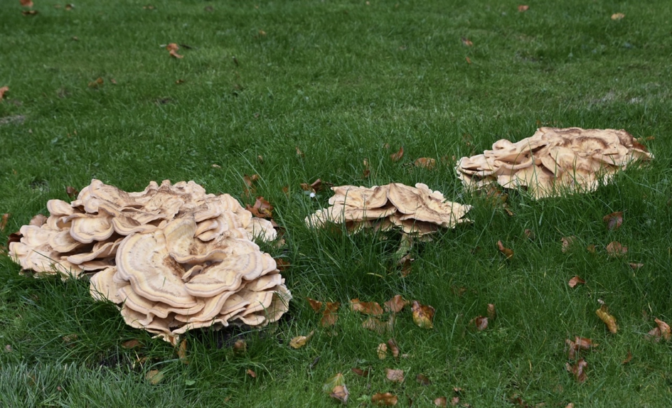 Zwammen - Schimmels - 