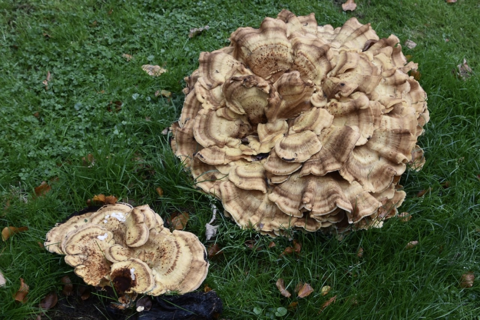 Zwammen - Schimmels - 