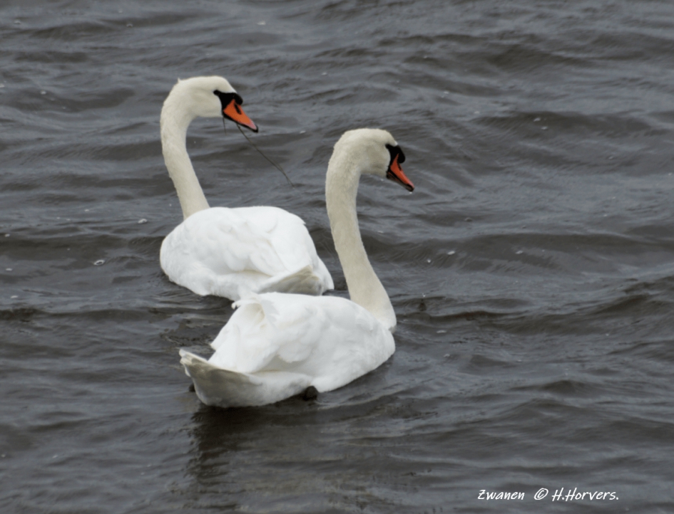 Zwanen. - Vogels - Zwanen.