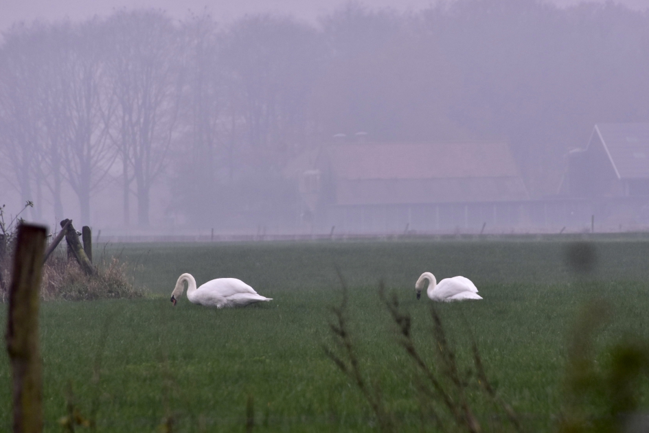 Zwanen - Vogels - 