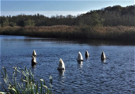''zwanenlunch'' Landgoed Oostbroek Utrechts Landschap