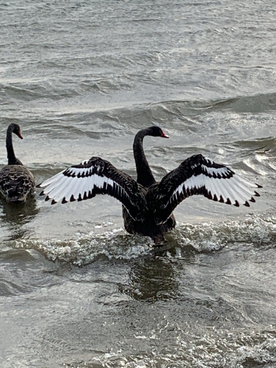 Zwarte jonge zwaan - Vogels - Zwarte zwaan