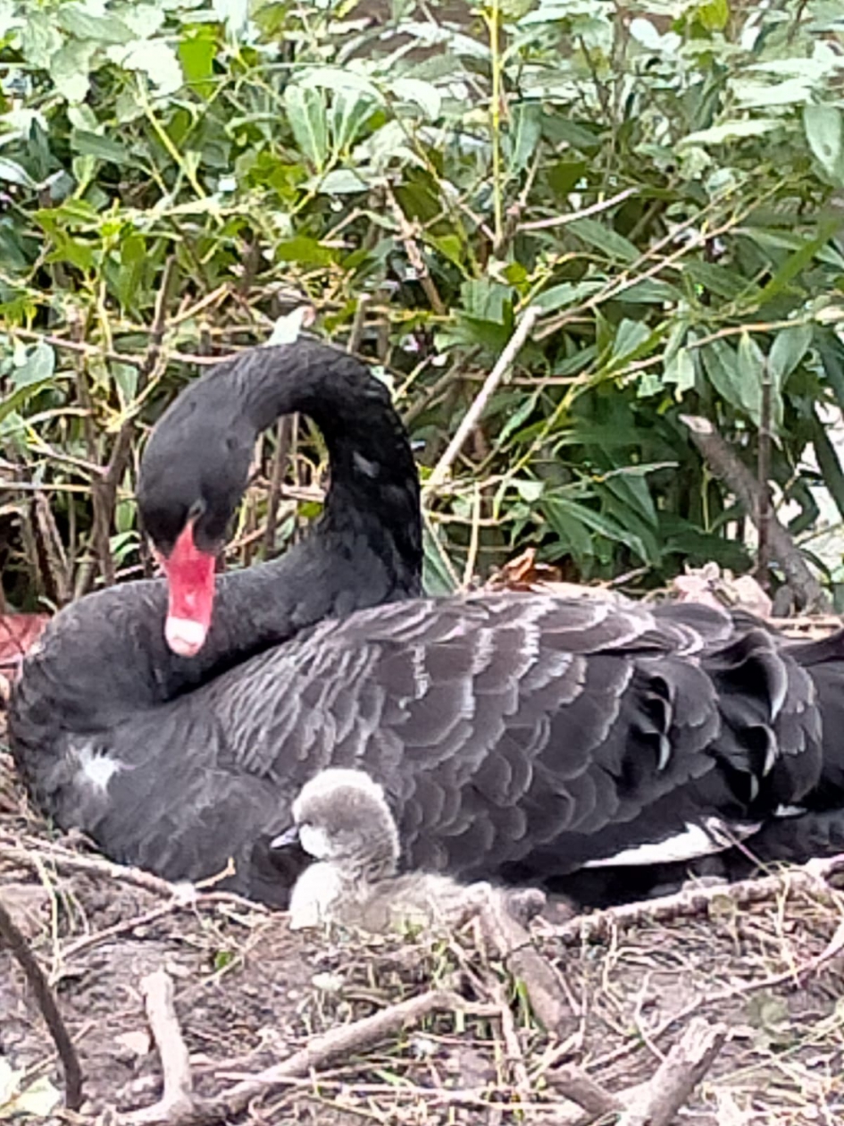 Zwarte zwaan erg laat of te vroeg met deze jongeling? (13 november 2020!) - Vogels - Zwarte zwaan