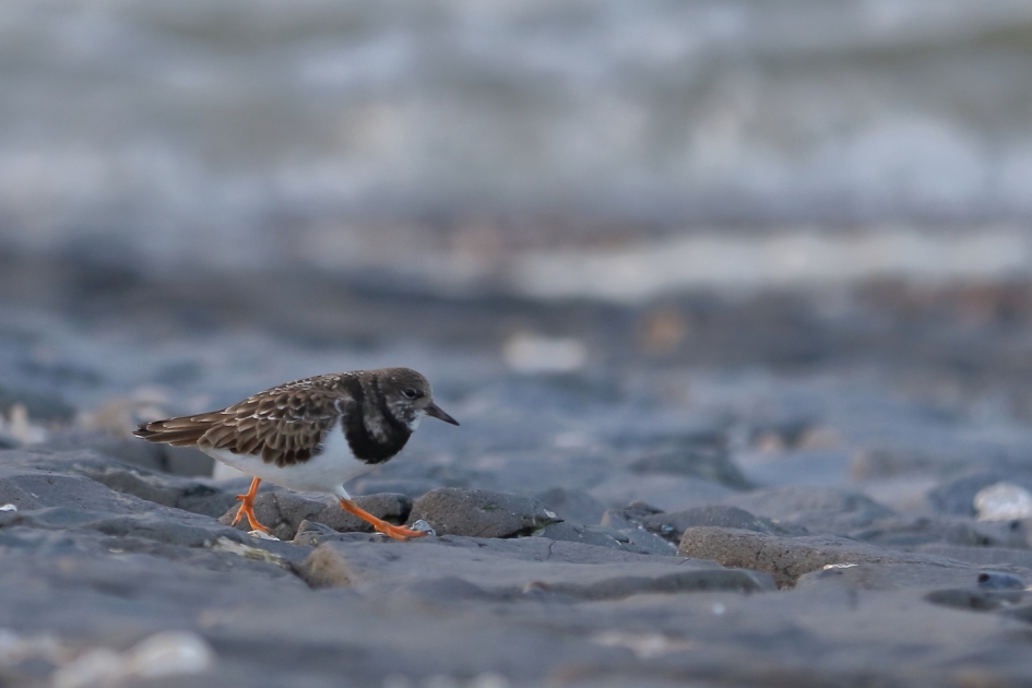 aan de wandel - Vogels - steenloper