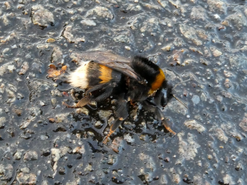 Aardhommel - Geleedpotigen - 