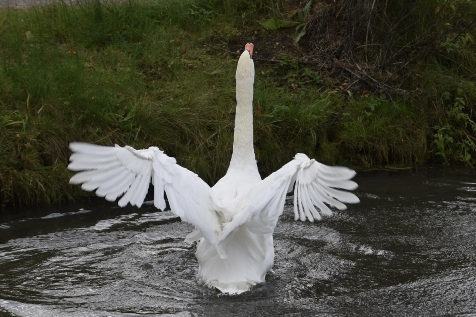 Achterkant ook mooi - Vogels - 