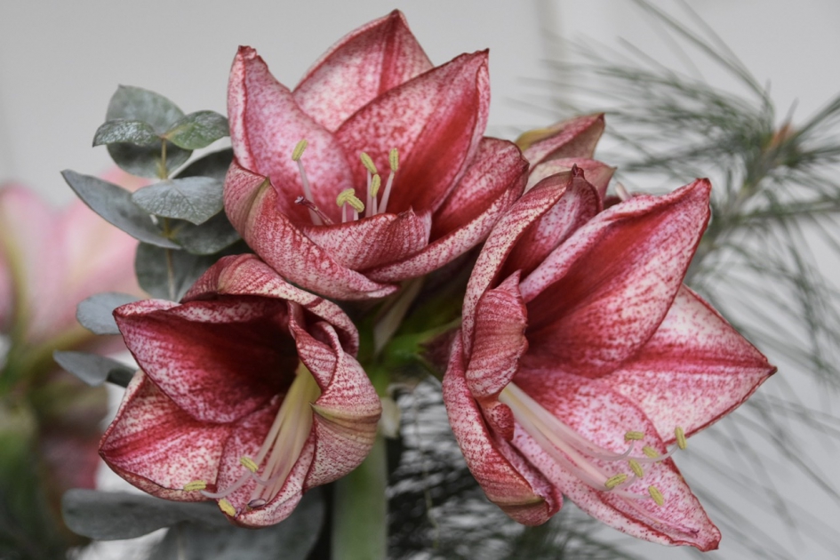 Amarylissen - Planten - 