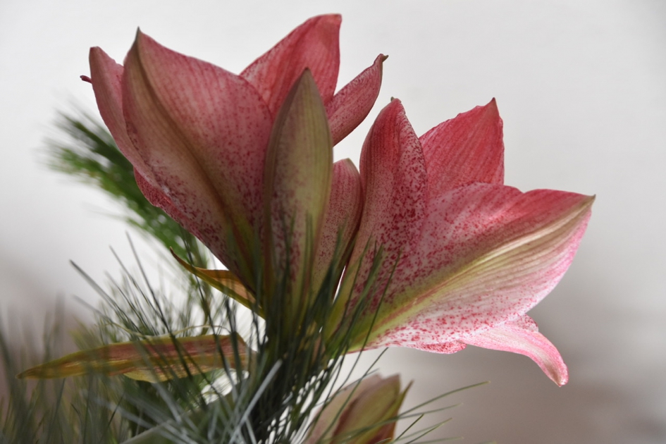 Amarylissen - Planten - 