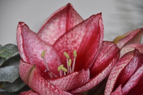 Amaryllis 2