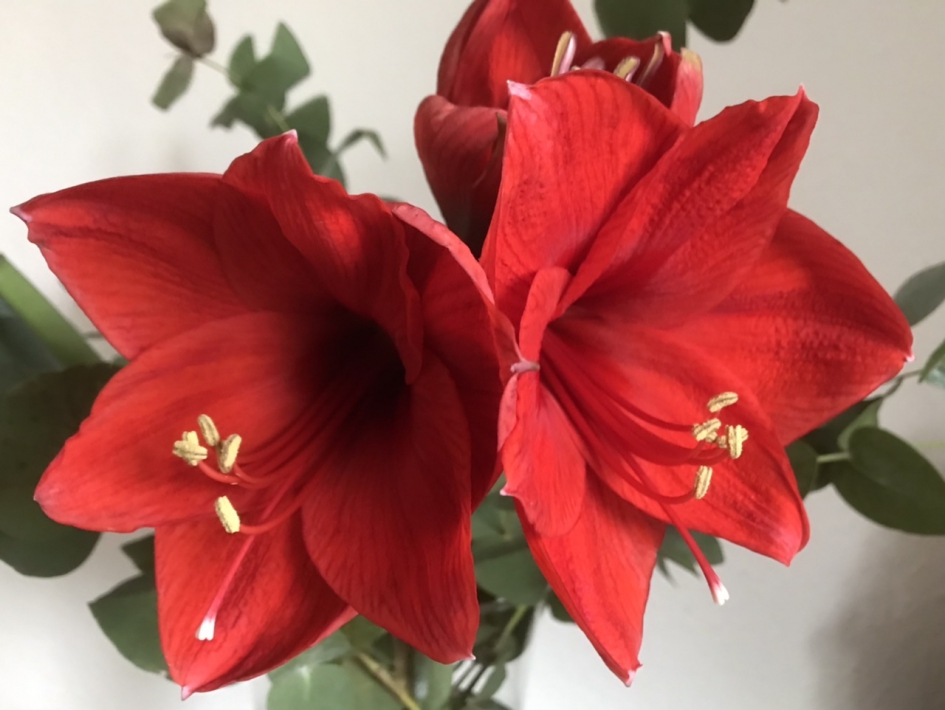 Amaryllis - Planten - 