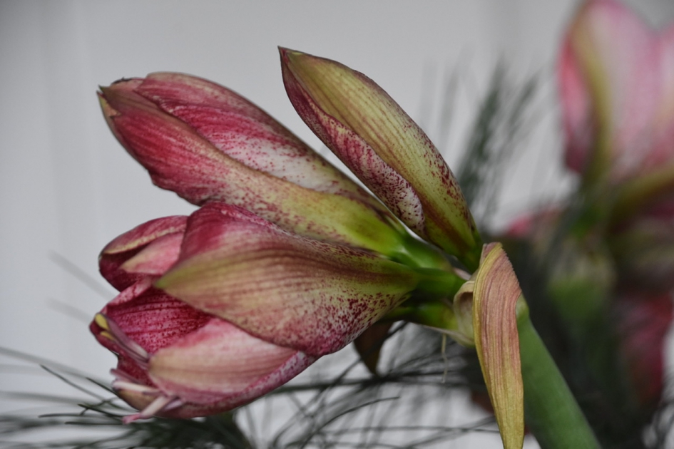 Amaryllis - Planten - 