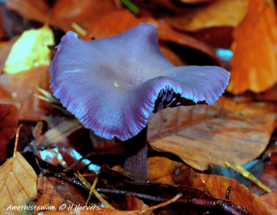 Amethistzwam. - Schimmels - Rode kool zwam