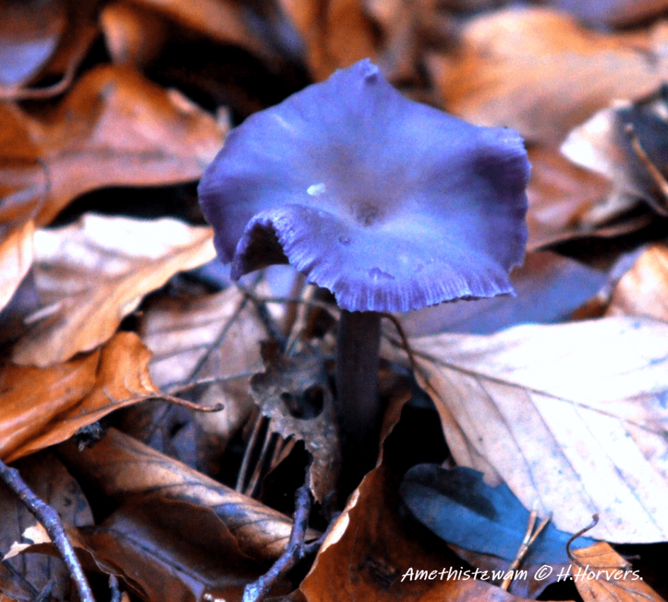 Amethistzwam. - Schimmels - Rode kool zwam