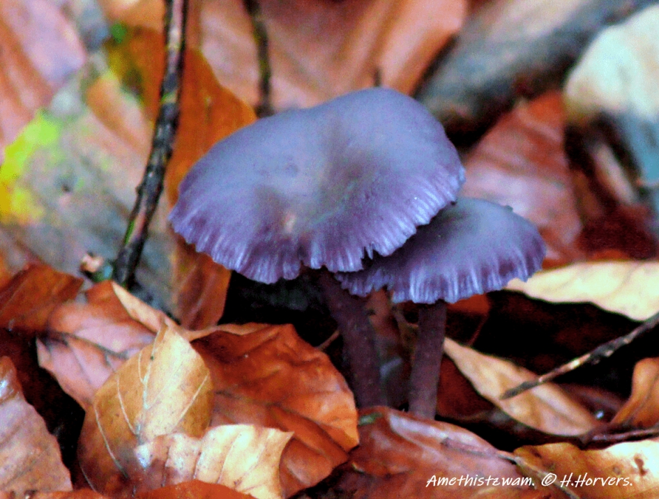 Amethistzwammen. - Schimmels - Rode kool zwam