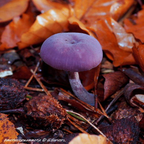 Amethistzwammetje.