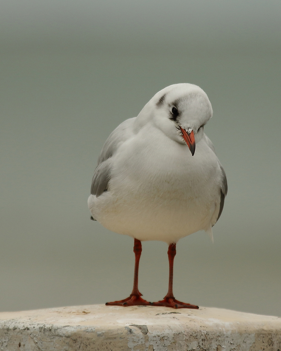 beetje somber - Vogels - kokmeeuw [winterkleed]