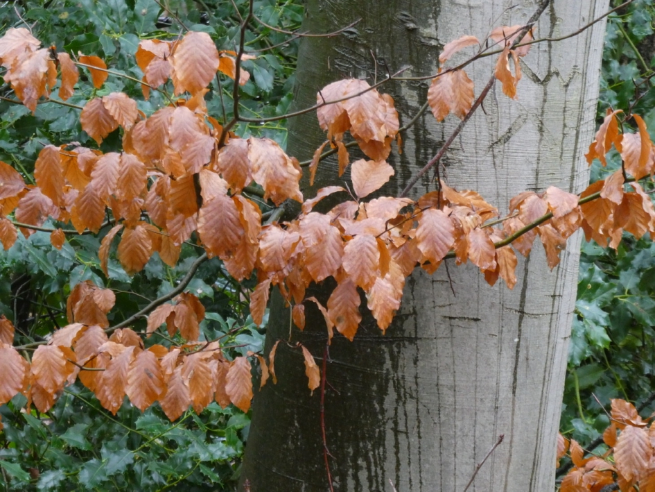 Beukenblad - Planten - 