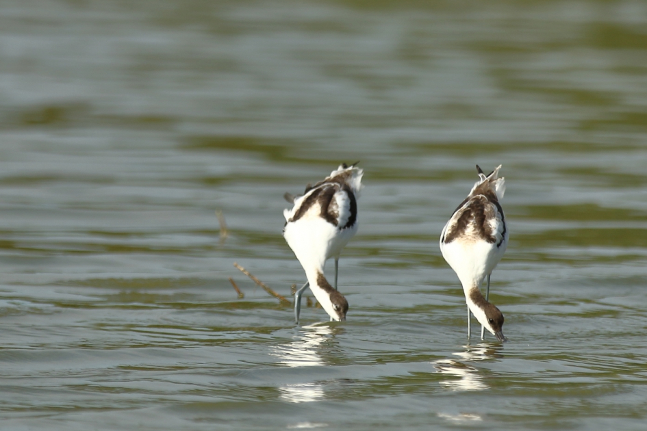 bijna synchroon - Vogels - kluut