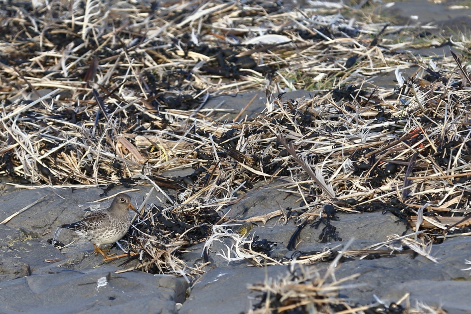 bijpassend veertje - Vogels - paarse strandloper