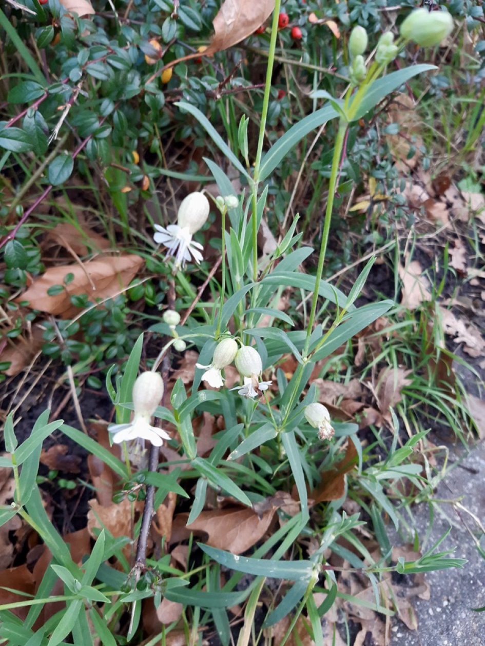 Blaassilene - Planten - Blaassilene