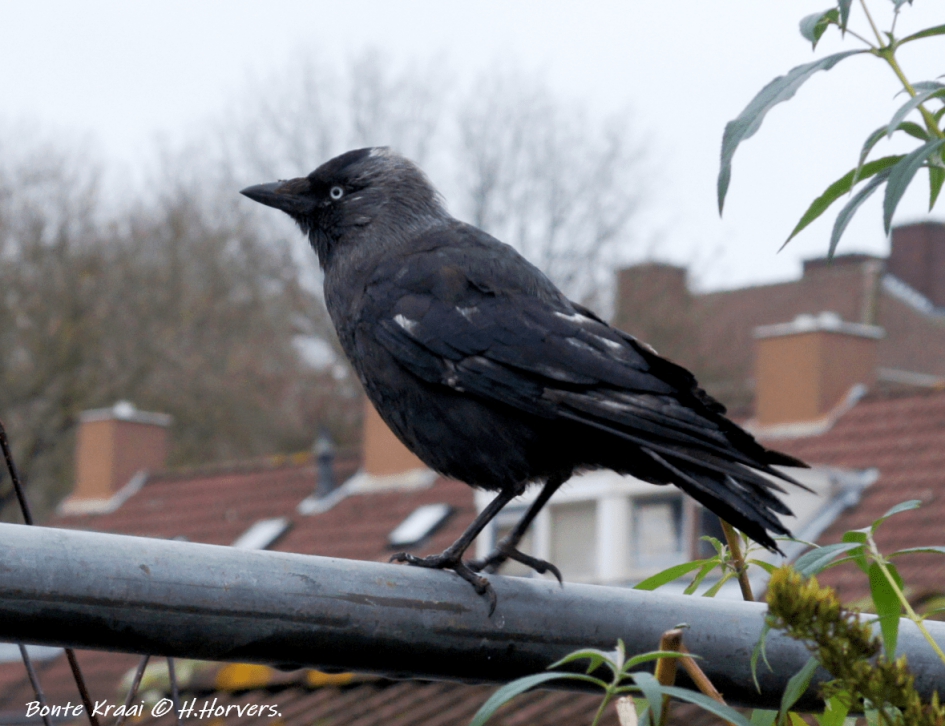 Bonte Kraai - Vogels - Bonte Kraai
