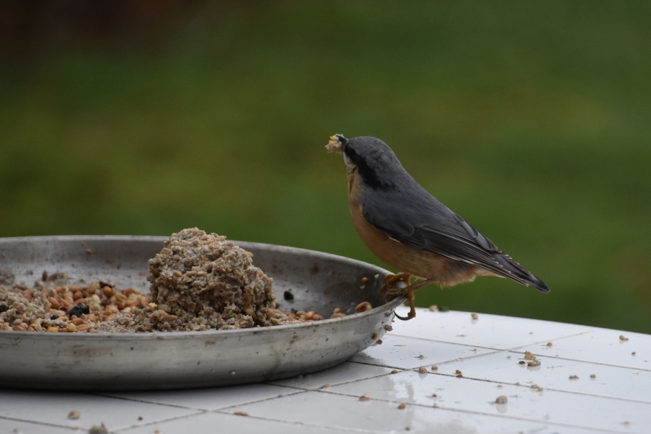 Boomklever - Vogels - 