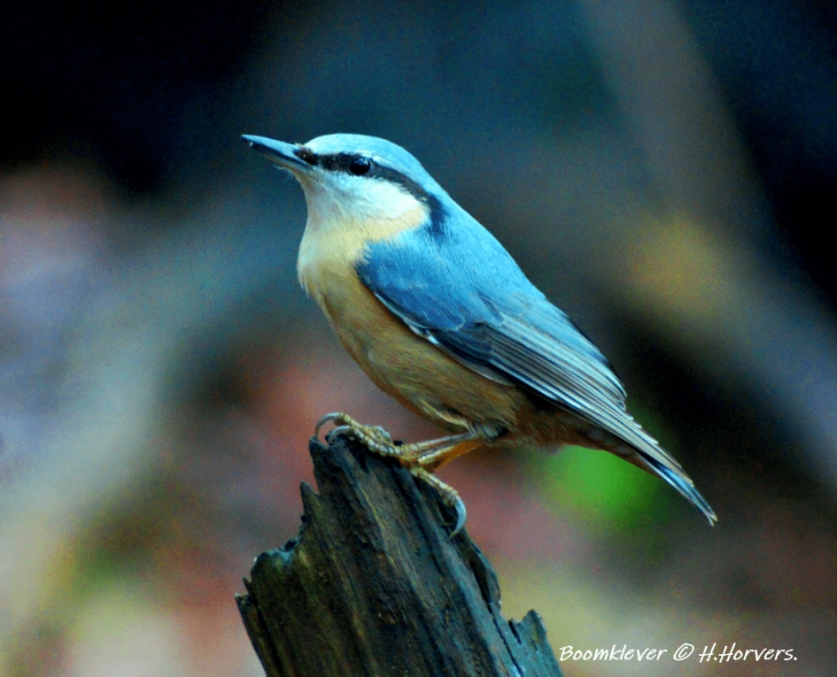 Boomklever. - Vogels - Boomklever.