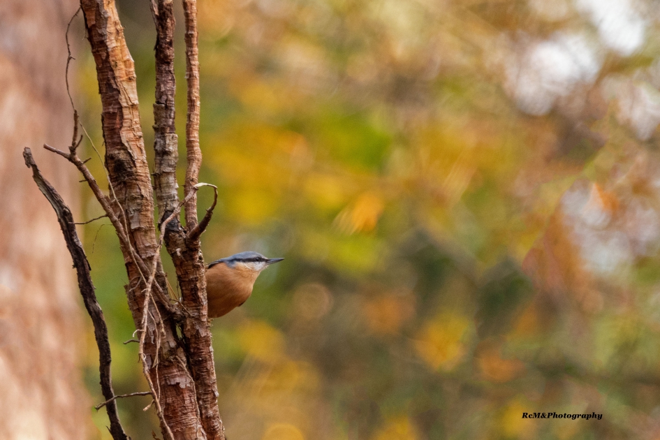 Boomklever. - Vogels - Boomklever.