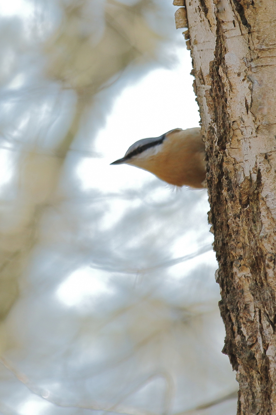 boomklever - Vogels - boomklever