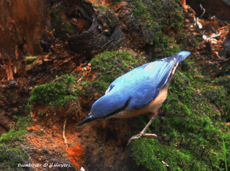 Boomklevertje - Vogels - Boomklevertje