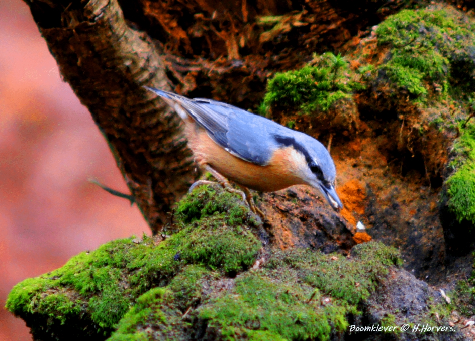 Boomklevertje - Vogels - Boomklevertje