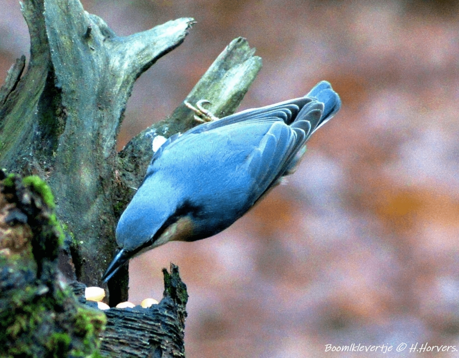 Boomklevertje - Vogels - Boomklevertje