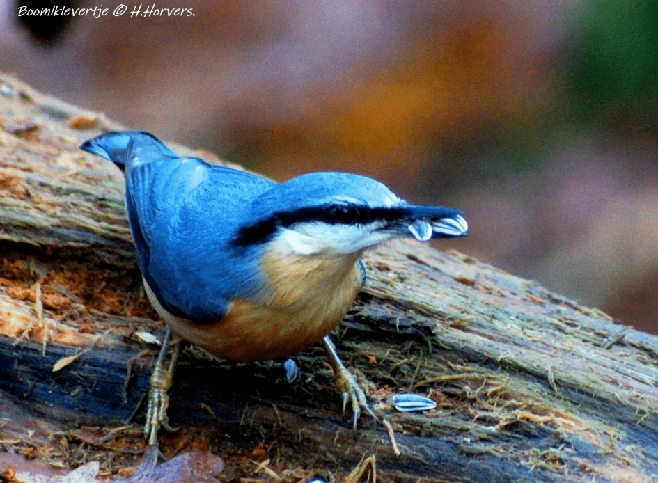 Boomklevertje - Vogels - Boomklevertje