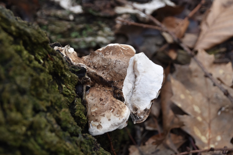 Boomzwam - Planten - 