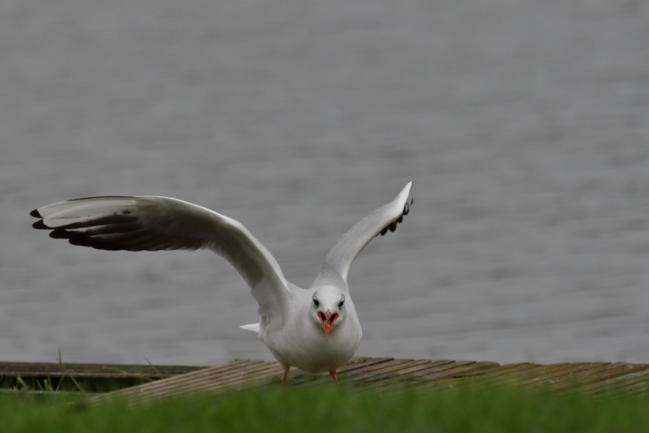 Boos met een klein hartje - Vogels - kokmeeuw [winterkleed]