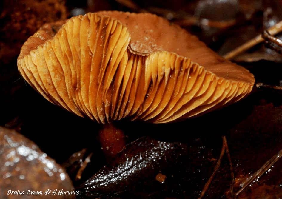 Bruine Zwam - Schimmels - Bruine Zwam