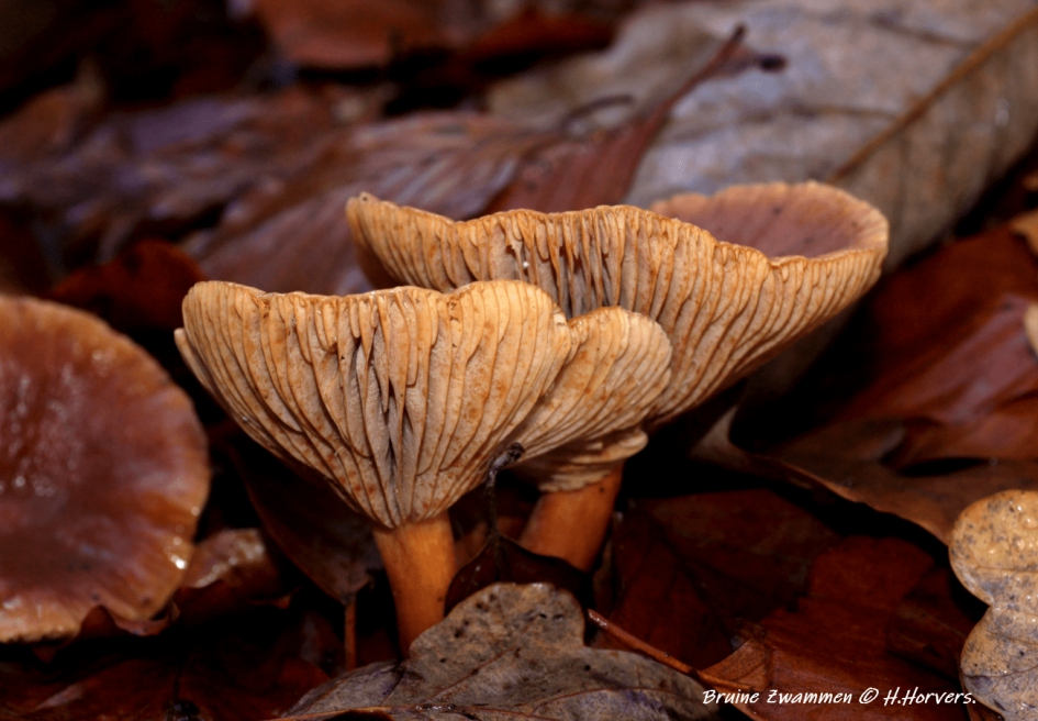 Bruine Zwammen. - Schimmels - Bruine Zwammen.
