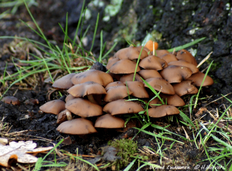 Bruine Zwammen. - Schimmels - Bruine Zwammen.