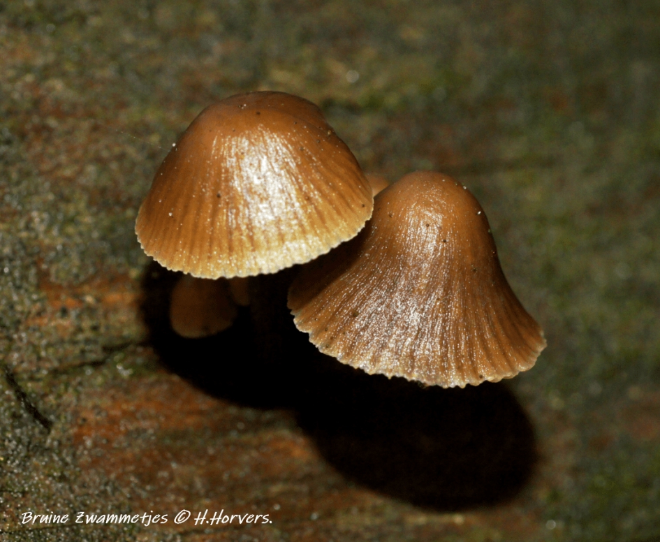 Bruine Zwammetjes. - Schimmels - Bruine Zwammetjes.
