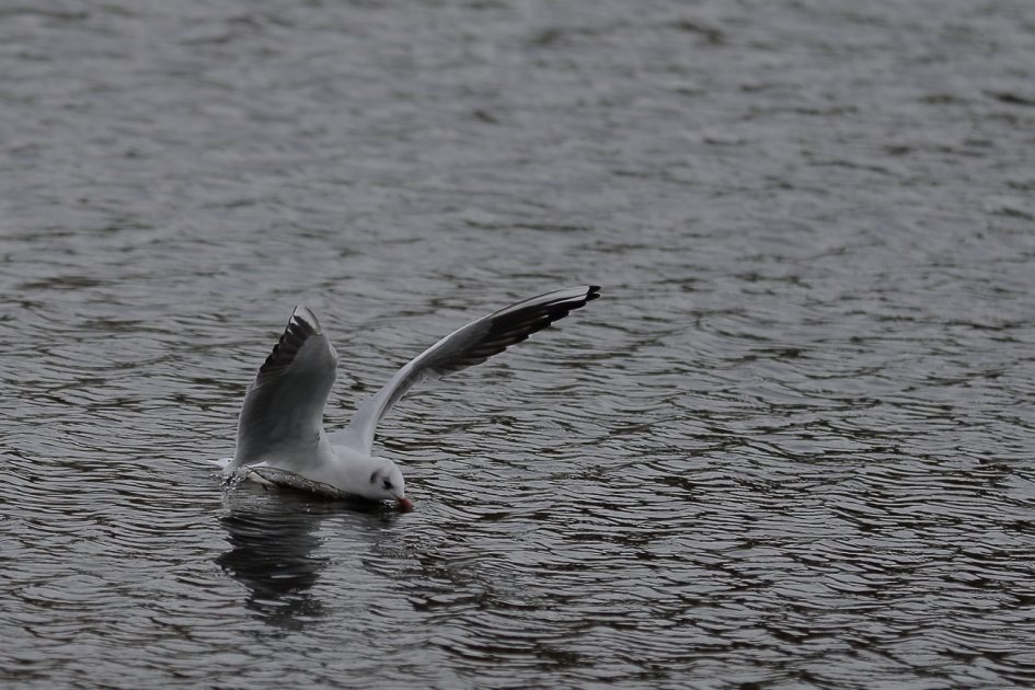 buikschuiver - Vogels - kokmeeuw [winterkleed]