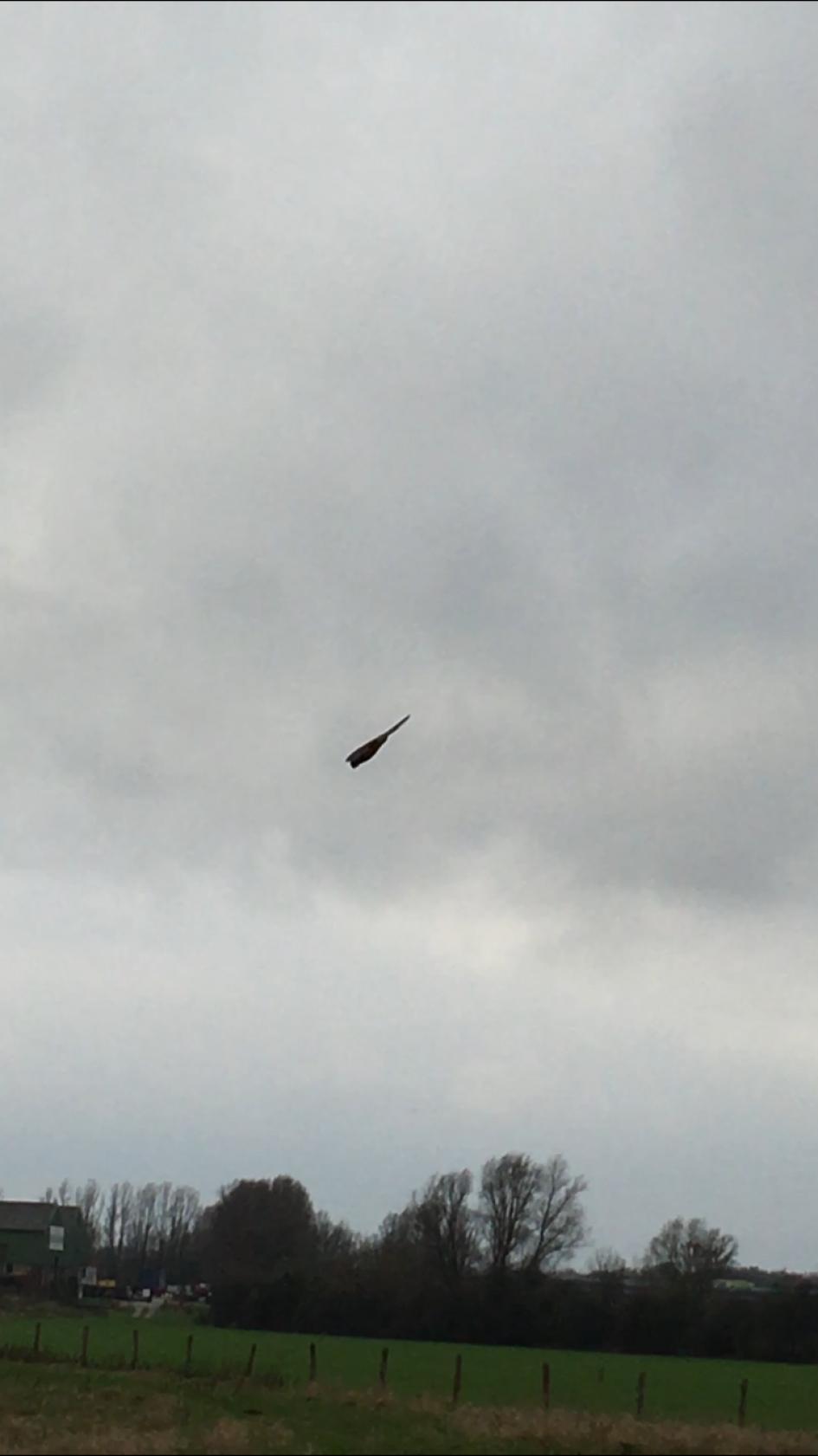 Buizerd in duikvlucht om muis te vangen - Vogels - Buizerd