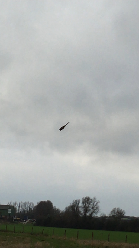 Buizerd in duikvlucht om muis te vangen