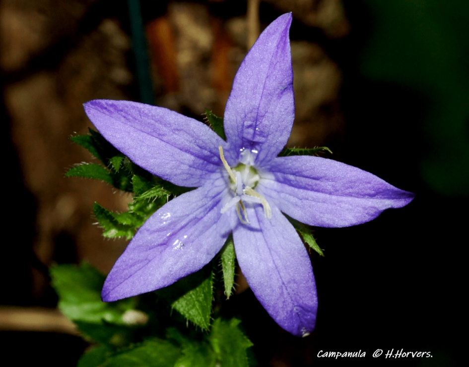 Campanula. - Planten - Campanula.