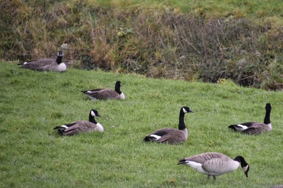 Canadese ganzen - Vogels - 