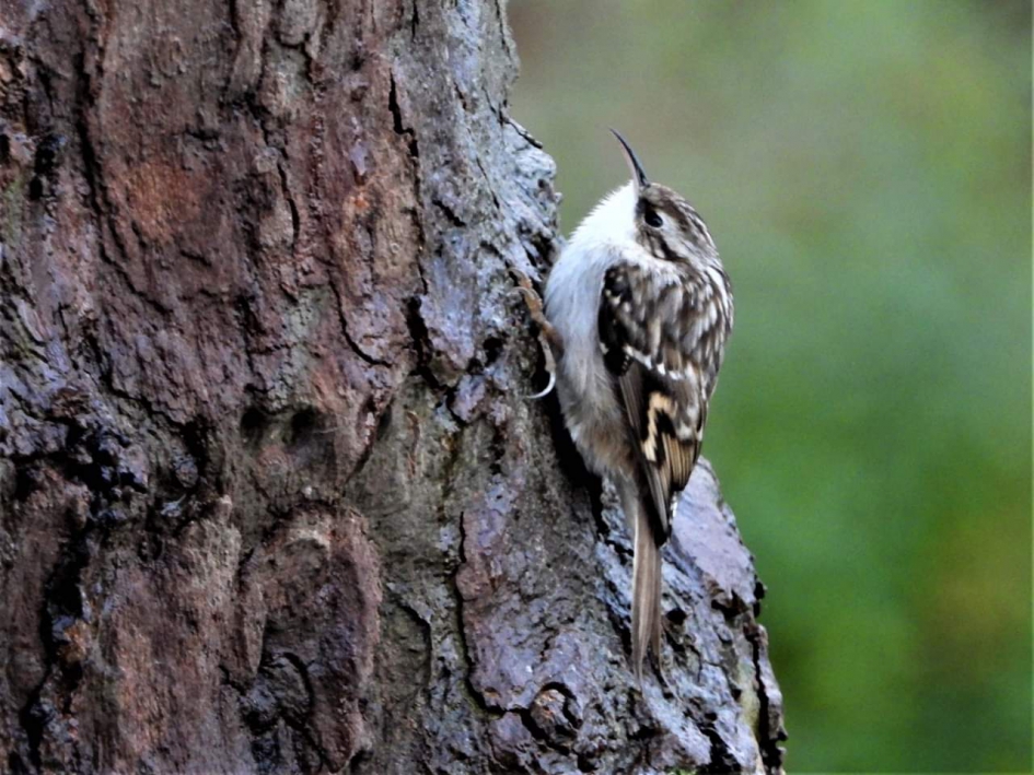 De Boomkruiper je moet ze zien bewegen anders zijn ze bijna  niet - Vogels - 