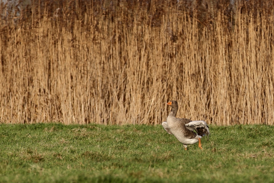 de ganzendans - Vogels - grauwe gans