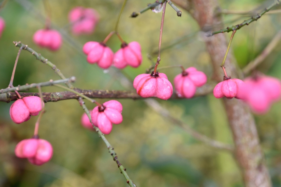 De laatste kardinaalsmutsen - Planten - 