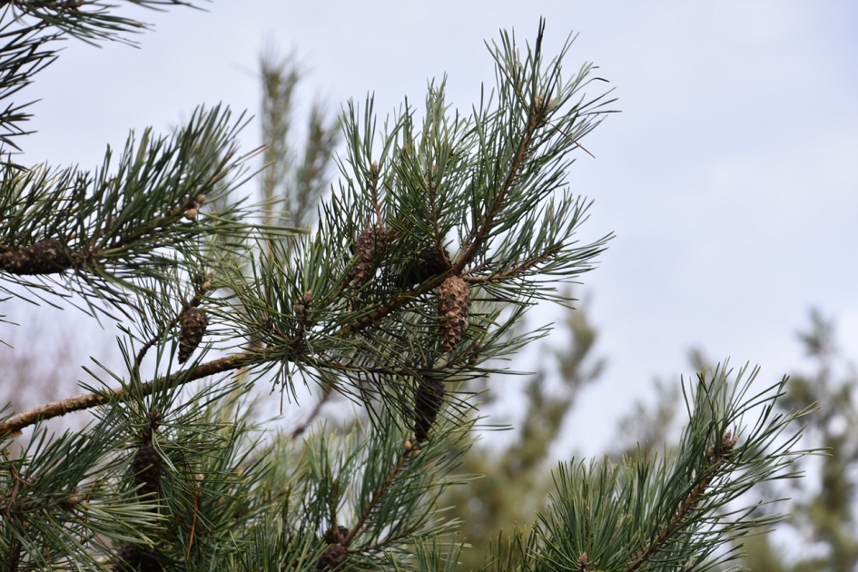 Dennenappels - Planten - 