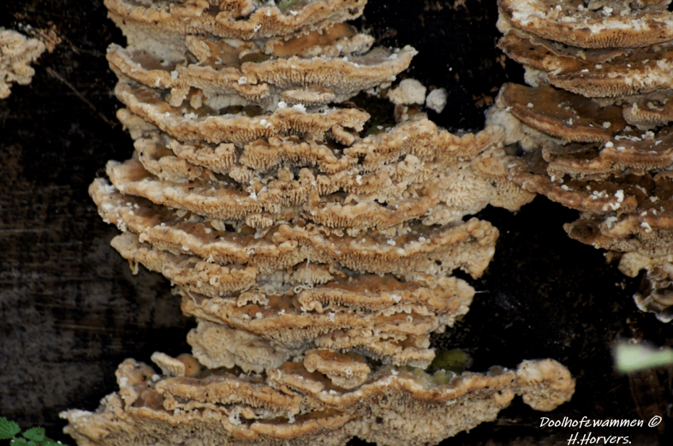 Doolhofzwammen - Schimmels - Doolhofzwammen